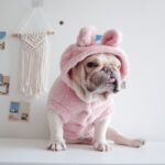 Fuzzy Winter French Bulldog Coat