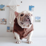 Fuzzy Winter French Bulldog Coat