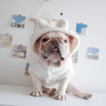 Fuzzy Winter French Bulldog Coat