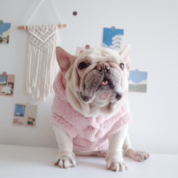 Fuzzy Winter French Bulldog Coat