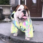 Holo Reflective French Bulldog Jacket