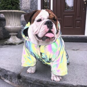 Holo Reflective French Bulldog Jacket