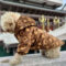 Luxury Velvet French Bulldog Jacket