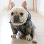 Plaid French Bulldog Raincoat