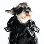 Polar Fashion French Bulldog Puffer Jacket
