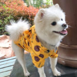 Smiley and Bears French Bulldog Raincoat Windbreaker