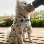 Smiley and Bears French Bulldog Raincoat Windbreaker