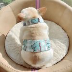 Summer Adventures French Bulldog Cooling Vest