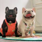Summer Adventures French Bulldog Cooling Vest