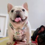 Summer Adventures French Bulldog Cooling Vest