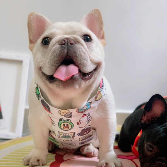 Summer Adventures French Bulldog Cooling Vest