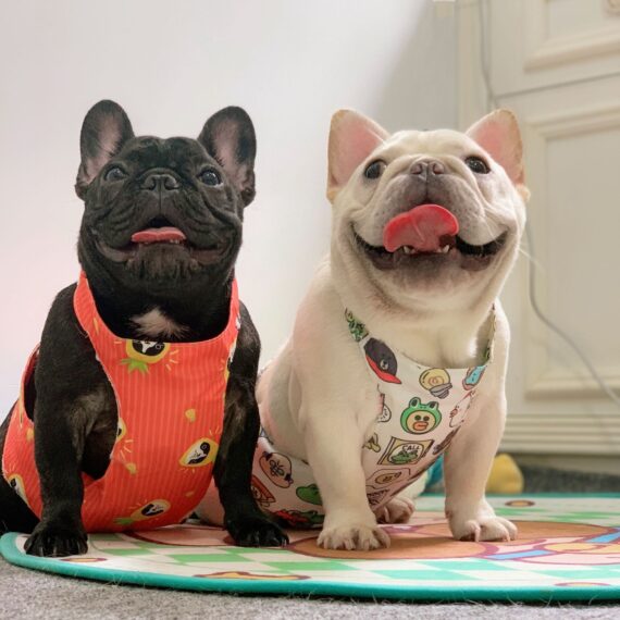 Summer Adventures French Bulldog Cooling Vest