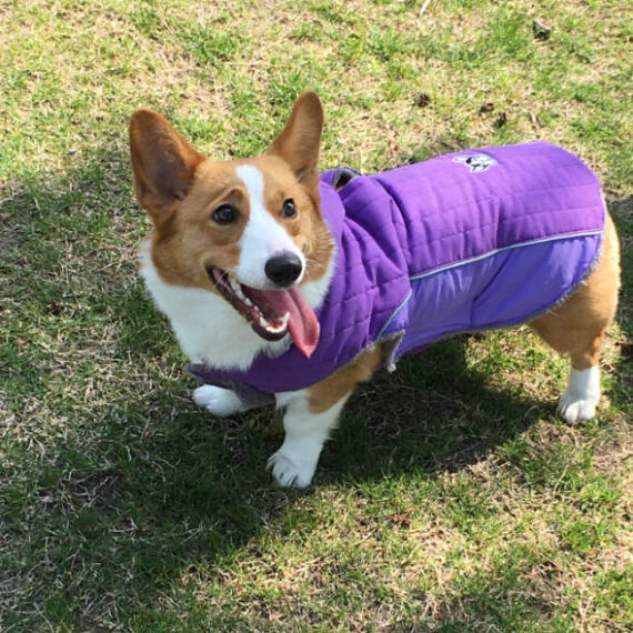 Thick Fleece French Bulldog Winter Vest