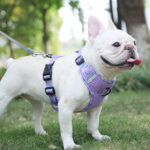 Fruitful Comfort Harness β Strawberry, Lemon, Apple and Blueberry
