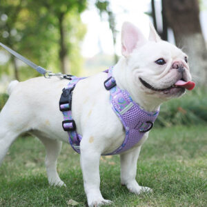 Fruitful-comfort-harness-strawberry-lemon-apple-and-blueberry-new-BATPIG-Pet-Supply-1