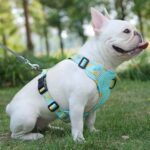 Fruitful Comfort Harness β Strawberry, Lemon, Apple and Blueberry