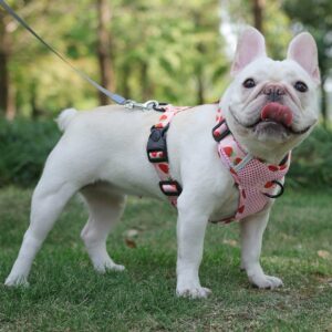 Fruitful Comfort Harness – Strawberry, Lemon, Apple and Blueberry