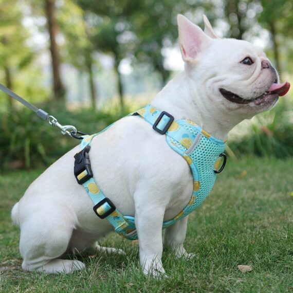 Fruitful Comfort Harness β Strawberry, Lemon, Apple and Blueberry
