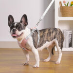 X Shape Vest-style Vibrant Plain Harness - Leash Included