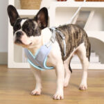 X Shape Vest-style Vibrant Plain Harness - Leash Included