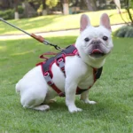 Anti-Breakaway Dog Traction Rope Harness