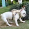 Anti-Breakaway Dog Traction Rope Harness
