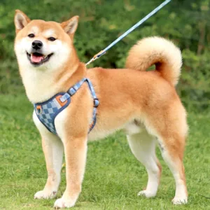 denim-fashion-comfort-breathable-harness-by-batpig-pet-supply-11
