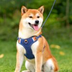 Denim Fashion Comfort Breathable Harness