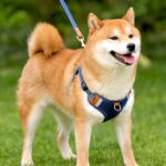 Denim Fashion Comfort Breathable Harness