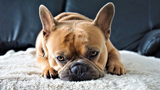 french-bulldog-4443329_empty