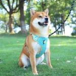 Fruitful Comfort Harness β Strawberry, Lemon, Apple and Blueberry