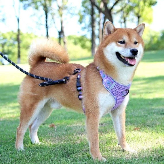 Fruitful Comfort Harness β Strawberry, Lemon, Apple and Blueberry