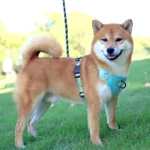 Fruitful Comfort Harness β Strawberry, Lemon, Apple and Blueberry