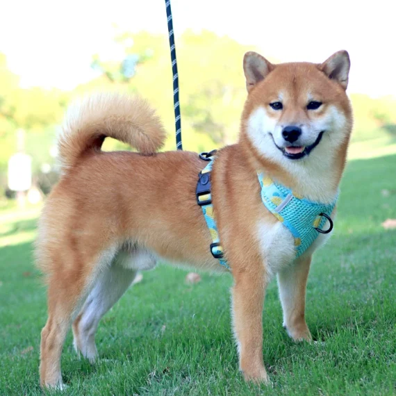 Fruitful Comfort Harness β Strawberry, Lemon, Apple and Blueberry