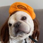 Polar Fleece Beret For Frenchie
