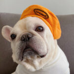 Polar Fleece Beret For Frenchie
