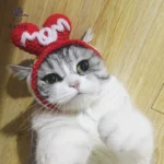 Valentine's Day Knitted Handmade Love Pet Hat