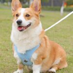 X Shape Vest-style Vibrant Plain Harness - Leash Included