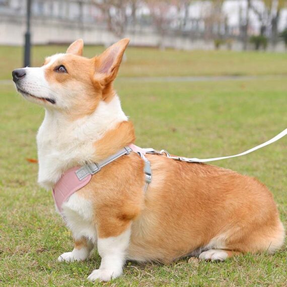 X Shape Vest-style Vibrant Plain Harness - Leash Included