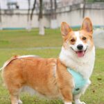 X Shape Vest-style Vibrant Plain Harness - Leash Included