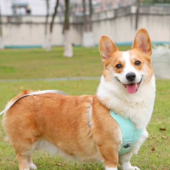 X Shape Vest-style Vibrant Plain Harness - Leash Included