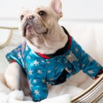 Cosmic Sparkle Bomber Jacket for French Bulldogs
