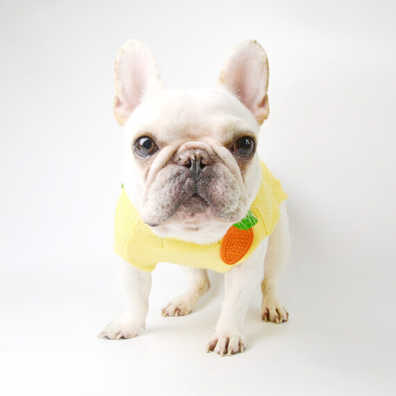 Carrot French Bulldog Sweater