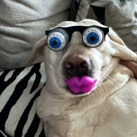 Dog Zombie Funny Glasses