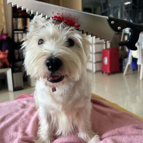 French Bulldog Halloween Headwear