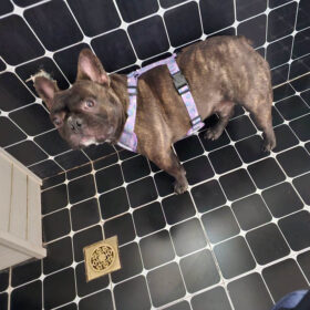 Fruitful Comfort Harness – Strawberry, Lemon, Apple and Blueberry