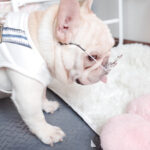 Pawfessor Round Glasses for Frenchies & Pals