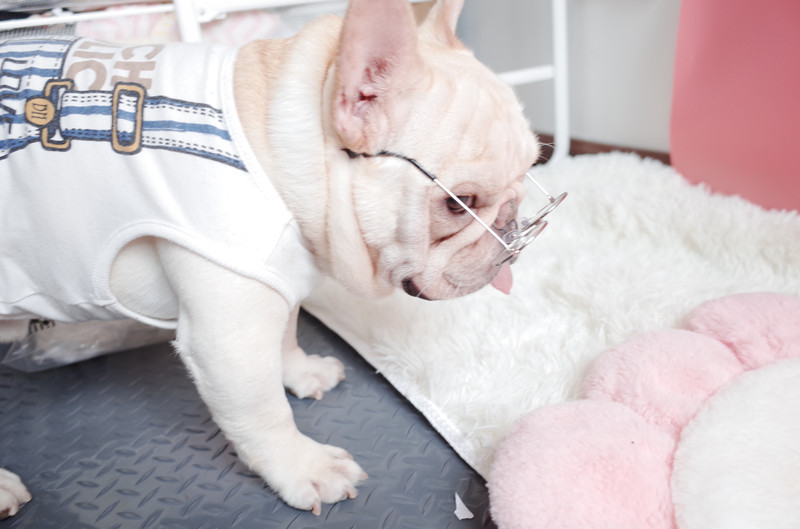 Pawfessor Round Glasses for Frenchies & Pals