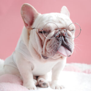 Pawfessor Round Glasses for Frenchies & Pals