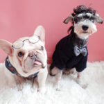 Pawfessor Round Glasses for Frenchies & Pals